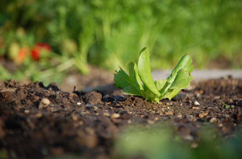 Compost and Organic Matter